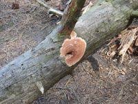 Attēlu rezultāti vaicājumam “Gloeoporus taxicola”