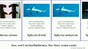 Image result for Sphyrna corona