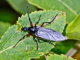 Attēlu rezultāti vaicājumam “Bibionidae”