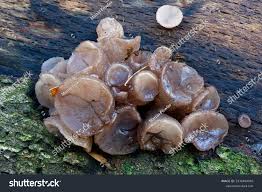 Attēlu rezultāti vaicājumam “Neobulgaria pura”