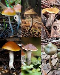 Attēlu rezultāti vaicājumam “Psilocybe sp.”
