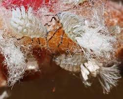 Attēlu rezultāti vaicājumam “Thecabius affinis”