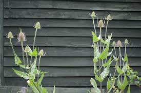Attēlu rezultāti vaicājumam “Dipsacus fullonum flower”