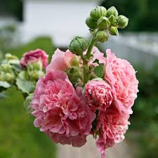 Attēlu rezultāti vaicājumam “Alcea rosea flower”