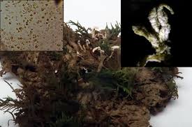 Attēlu rezultāti vaicājumam “Cordyceps polyarthra”