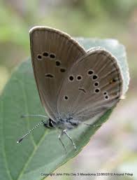 Attēlu rezultāti vaicājumam “Cyaniris semiargus underside”