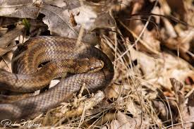 Attēlu rezultāti vaicājumam “Coronella austriaca adult”