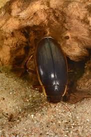 Attēlu rezultāti vaicājumam “Dytiscus dimidiatus”