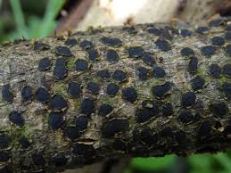 Attēlu rezultāti vaicājumam “Diatrype disciformis”