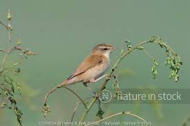 Image result for Acrocephalus agricola