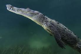 Image result for Crocodylus acutus