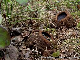 Attēlu rezultāti vaicājumam “Sarcosoma globosum”