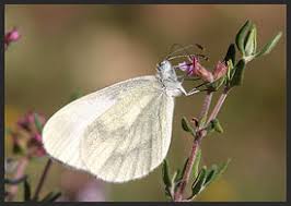Attēlu rezultāti vaicājumam “Leptidea sinapis underside”
