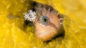 Image result for Dactylopterus volitans