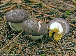 Attēlu rezultāti vaicājumam “Gomphidius glutinosus”