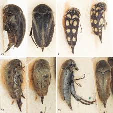Attēlu rezultāti vaicājumam “Mordellidae”