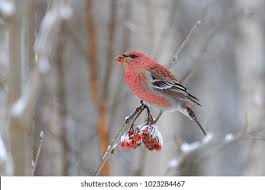 Image result for Pinicola enucleator