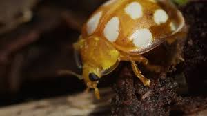 Attēlu rezultāti vaicājumam “Halyzia sedecimguttata”