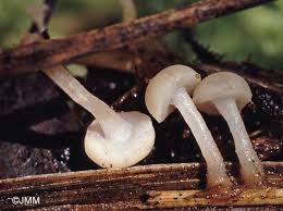 Attēlu rezultāti vaicājumam “Cudoniella clavus”