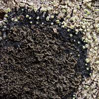 Attēlu rezultāti vaicājumam “Parmeliella triptophylla”