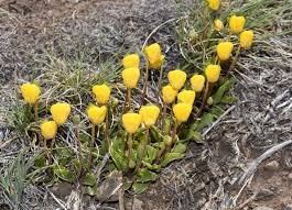 Image result for Calceolaria
