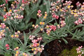 Image result for Helichrysum subulifolium