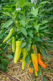 Afbeeldingsresultaat voor hungarian sweet apple sweet pepper