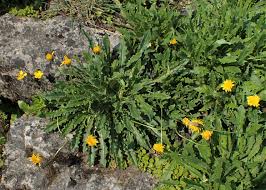 Attēlu rezultāti vaicājumam “Leontodon hispidus”