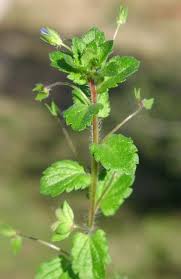 Attēlu rezultāti vaicājumam “Veronica persica flower”