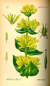Attēlu rezultāti vaicājumam “Gentianaceae”