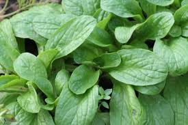 Image result for Feldsalat