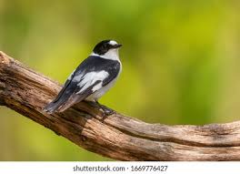 Image result for Ficedula albicollis