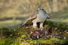 Image result for Goshawks G C