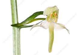 Attēlu rezultāti vaicājumam “Platanthera chlorantha flower”