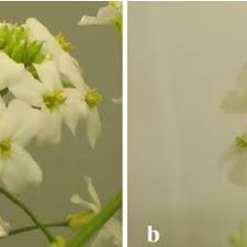 Attēlu rezultāti vaicājumam “Cardaminopsis arenosa fruit”