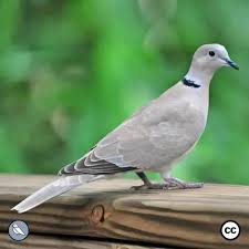 Attēlu rezultāti vaicājumam “Streptopelia decaocto adult”