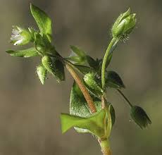 Attēlu rezultāti vaicājumam “Stellaria media bud”