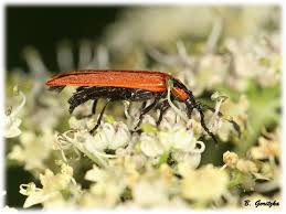 Attēlu rezultāti vaicājumam “Lygistopterus sanguineus larva”