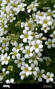 Attēlu rezultāti vaicājumam “Saxifragaceae”