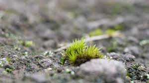 Attēlu rezultāti vaicājumam “Campylopus introflexus”