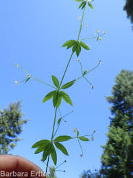 Attēlu rezultāti vaicājumam “Galium triflorum fruit”