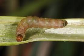Attēlu rezultāti vaicājumam “Apamea ophiogramma”