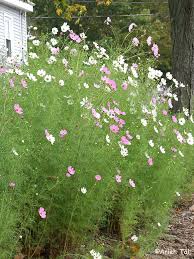 Image result for Cosmos bipinnatus