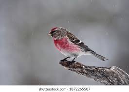 Attēlu rezultāti vaicājumam “Carduelis flammea male”