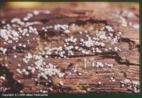 Attēlu rezultāti vaicājumam “Lasiosphaeria ovina spores”