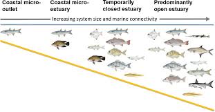 Image result for Pseudomyxus capensis