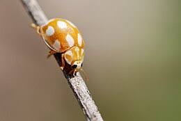 Attēlu rezultāti vaicājumam “Calvia decemguttata”