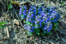 Attēlu rezultāti vaicājumam “Ajuga genevensis”