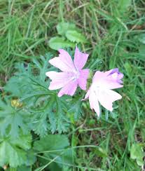 Attēlu rezultāti vaicājumam “Malva moschata leaf”