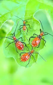 Attēlu rezultāti vaicājumam “Closterotomus biclavatus nymph”